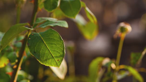 Macro détail d'une feuille avec espace de copie — Video