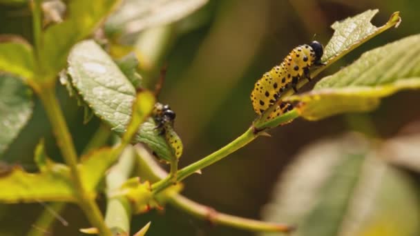 Caterpillar eats leaves detail in nature 2 — Stock Video