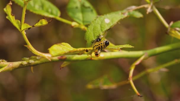 Oruga come hojas detalle en la naturaleza — Vídeos de Stock