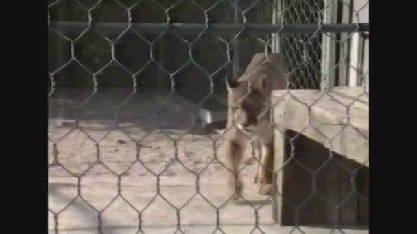 ITÁLIA 1988, Leoa no zoológico — Vídeo de Stock