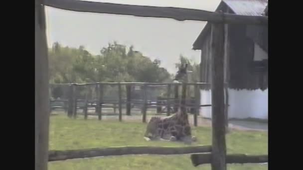 ITALIA 1988, Giraffa allo zoo — Video Stock