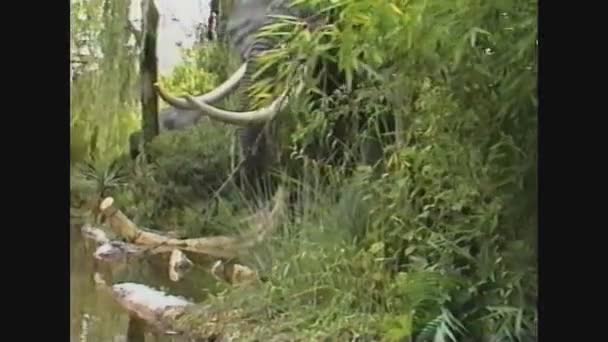 イタリア1989年自然界の象 — ストック動画