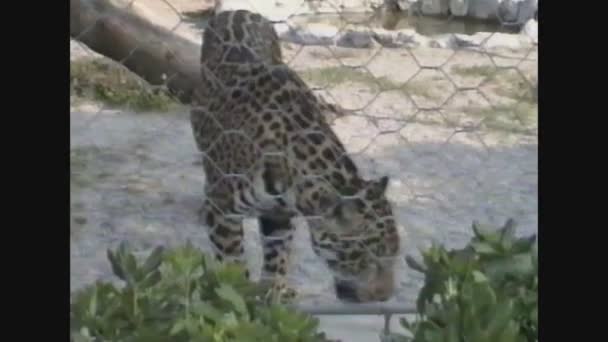 イタリア1988年、動物園のヒョウ — ストック動画