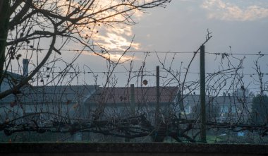 Kışın gün batımında çıplak üzüm bağı detayı