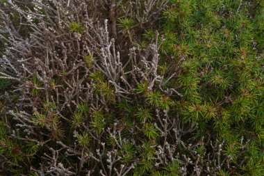 Çam iğneleri desen makro detay yüksek düzeyde detay ile doğada