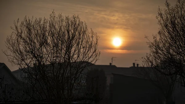 Coucher Soleil Hiver Avec Arbre Aux Branches Nues — Photo