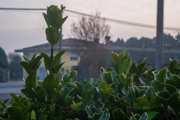 Generic Foliage Detail Sunset Time Blurred Background — Stock Photo, Image