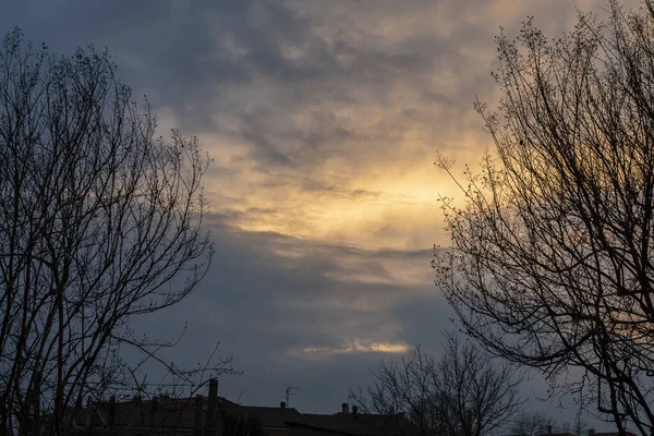 Bare Větve Detail Při Západu Slunce Pohyboval Vítr — Stock fotografie