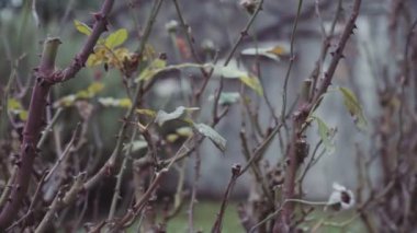 Sonbaharda tespihler