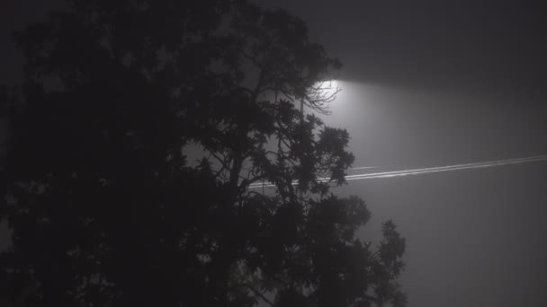 Geceleyin sisli ağaç — Stok video