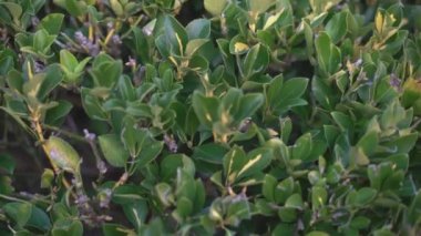 Yeşil yaprak dokusu