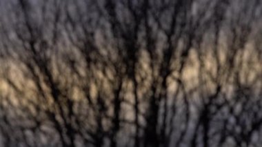 Gün batımında bulanık çıplak dallar