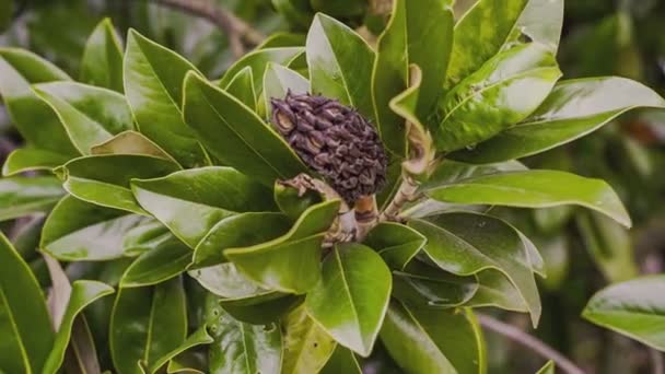 Magnolia leaves detail — Stock Video