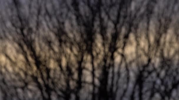 Blurred Bare branches at sunset — Video Stock