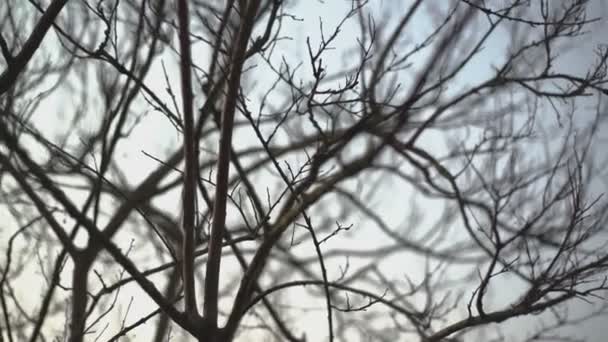 Detail of bare branches — Video Stock