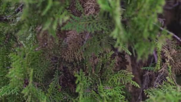 Detalle de hojas de pino 3 — Vídeos de Stock