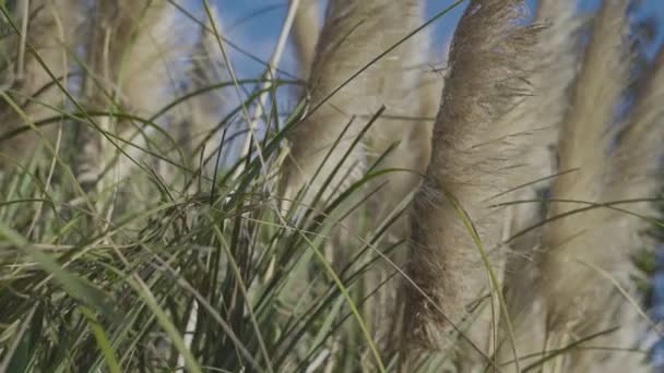 Pampas Grass detail — Stock Video