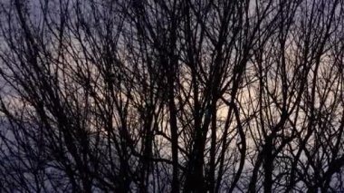 Gün batımında çıplak dallar