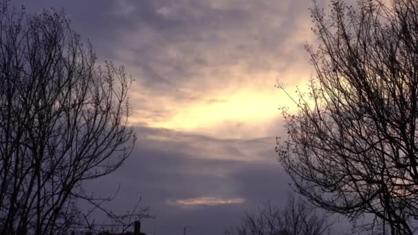 Bare branches at sunset 3 — Vídeo de Stock