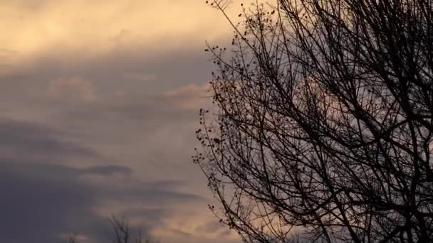 Bare branches at sunset 5 — Vídeo de Stock