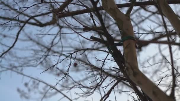 Detail of bare branches 2 — Video Stock