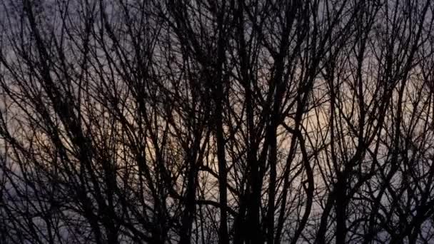 Bare branches at sunset 2 — Vídeo de Stock