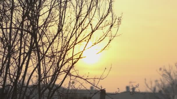 Detail of bare branches at sunset — Video Stock