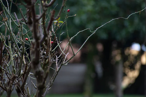 Pichlavé Keře Rostlina Růží Prořezávané Zimu Ponořené Smutné Zahrady Studenými — Stock fotografie