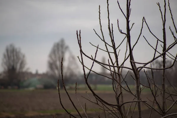 曇りの日の冬の裸の枝の詳細 — ストック写真