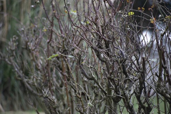 Szúrós Bokrok Rózsa Növény Metszett Télre Elmerült Egy Szomorú Kertben — Stock Fotó