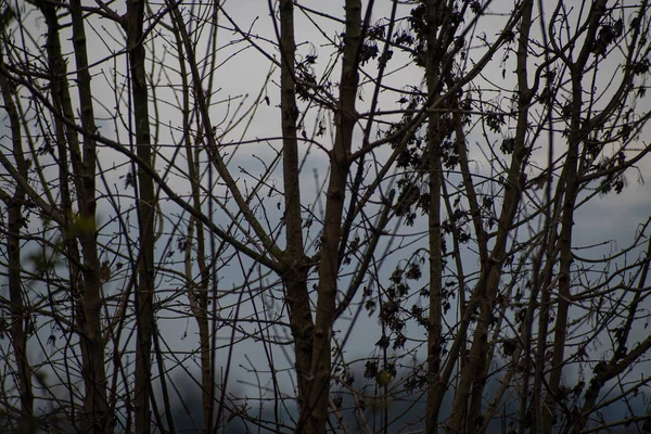 Detail Der Kahlen Äste Winter Einem Bewölkten Tag — Stockfoto