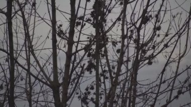 Kışın çıplak dalların ayrıntıları