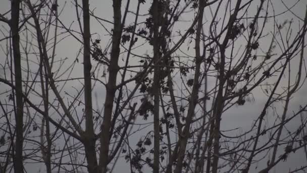 Détail des branches nues en hiver — Video