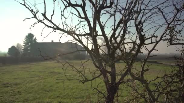Голі гілки в сільській місцевості — стокове відео