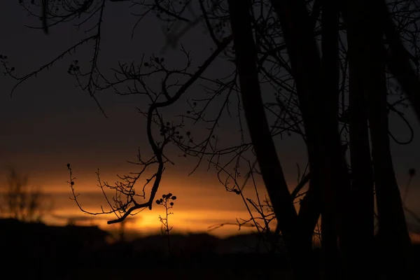 Pôr Sol Vermelho Ramos Nus Silhueta Período Inverno — Fotografia de Stock