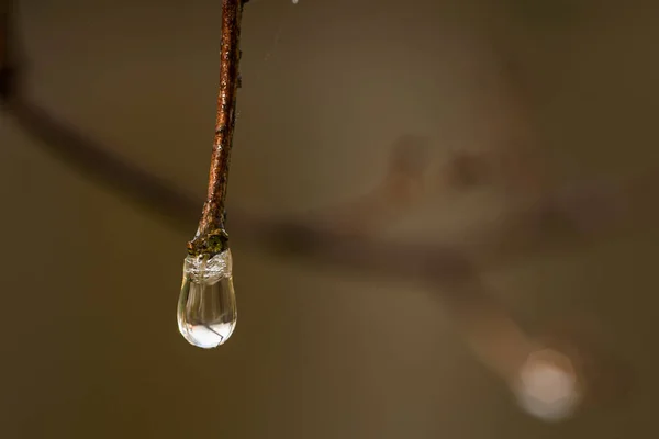 Detalhe Macro Gota Orvalho Natureza Pela Manhã — Fotografia de Stock