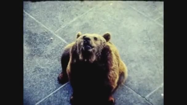 Suíça 1975, Urso no zoológico 4 — Vídeo de Stock