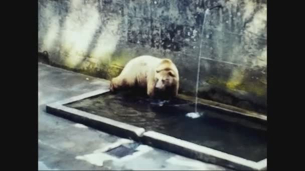 Suiza 1975, Oso en el zoológico 3 — Vídeos de Stock