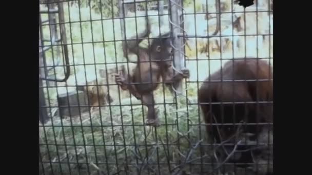 United Kingdom 1979, Monkey at the zoo — 图库视频影像