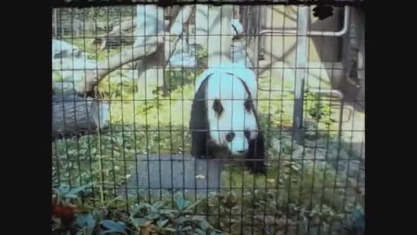 Reino Unido 1979, Panda at the zoo — Vídeo de stock