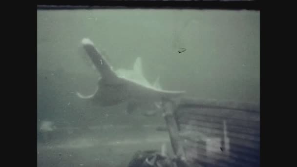 ロサンゼルス、アメリカ1979年、ロサンゼルス海洋水族館3 — ストック動画