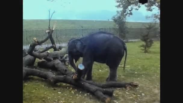 Великобритания 1979, Слон в зоопарке Слон в зоопарке — стоковое видео