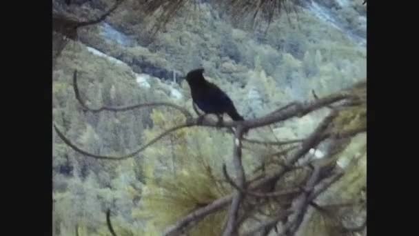 California 1978, Yosemite vista sul parco negli anni '70 22 — Video Stock