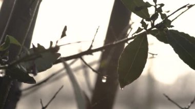 Defne yapraklarındaki çiy damlaları