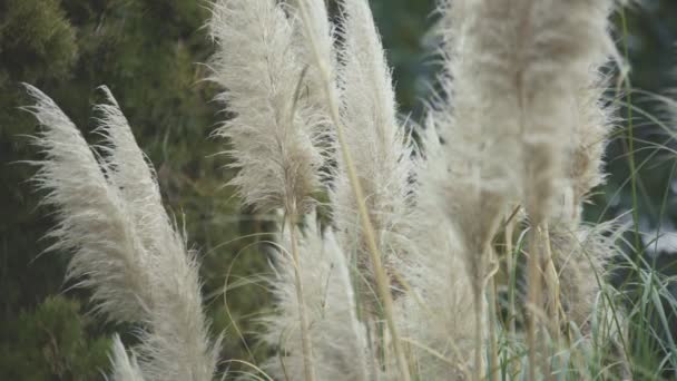 Pampas Grass detail — Stock Video