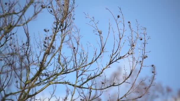 Bare grenar och blå himmel — Stockvideo