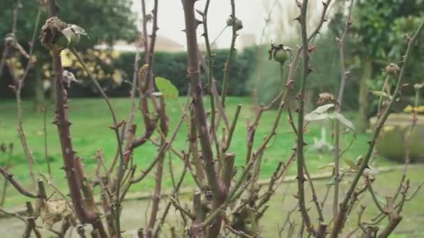 Ροζάριο φύλλα το χειμώνα 4 — Αρχείο Βίντεο