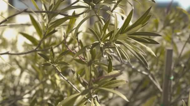 Oleander blad detalj — Stockvideo