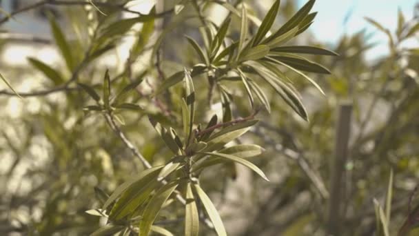 Oleander pozostawia szczegóły 2 — Wideo stockowe