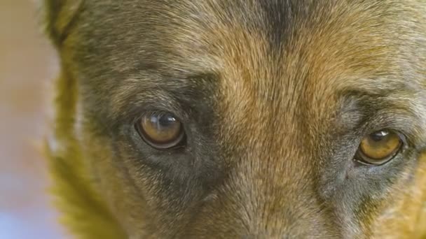 German shepherd dog eyes in slow motion — стоковое видео